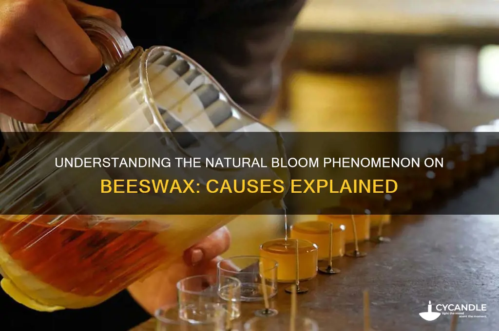 what causes bloom on beeswax