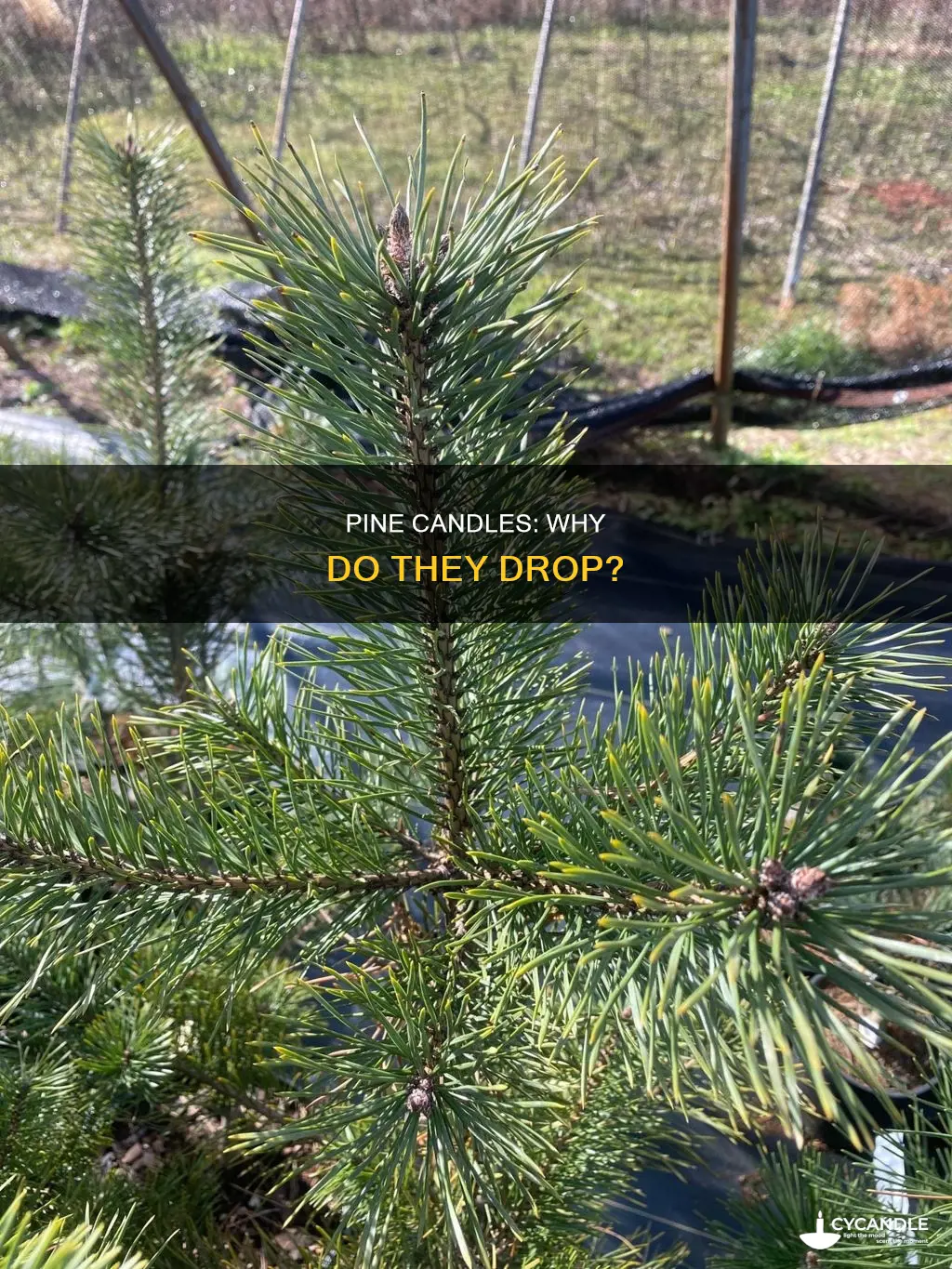 what causes candles to fall off pine trees
