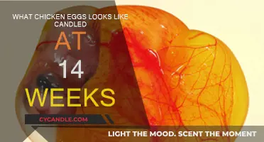 Exploring the Intriguing World of Candled Chicken Eggs