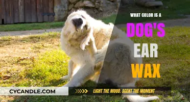 Decoding Canine Ear Wax: A Guide to Healthy Hues and When to Worry