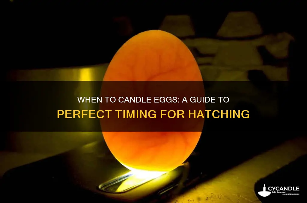 what day can i candle eggs
