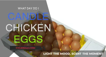 Candling Chicken Eggs: The Perfect Day to Begin