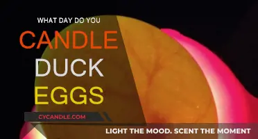 Candling Duck Eggs: The Perfect Timing