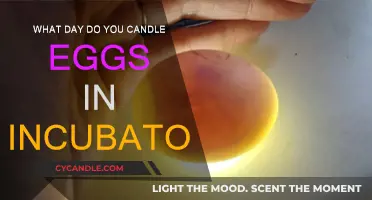 Candling Eggs: The Best Day to Start Incubating