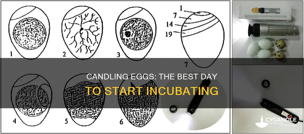 what day do you candle eggs in incubator
