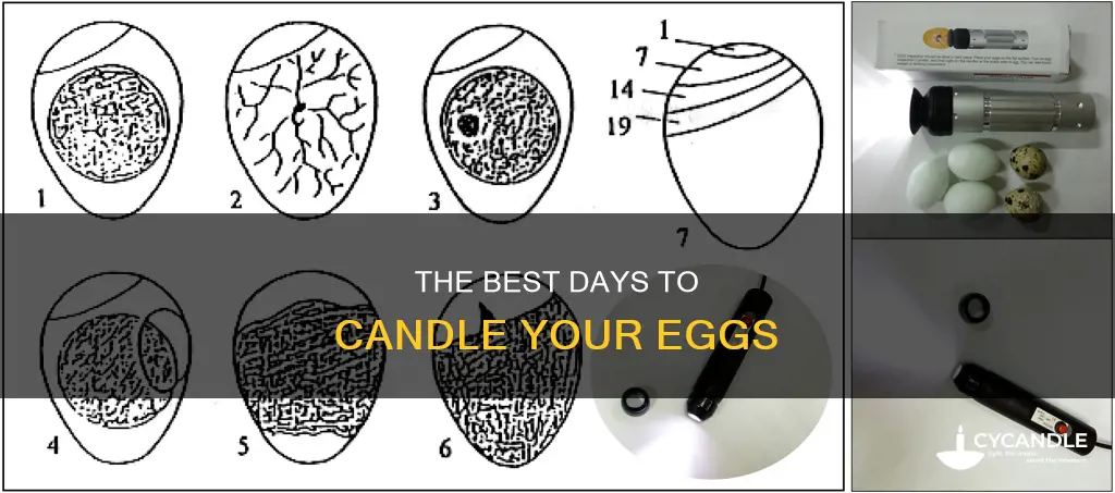 what days do you candle eggs