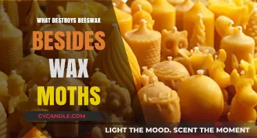Beyond Wax Moths: Surprising Factors That Destroy Beeswax
