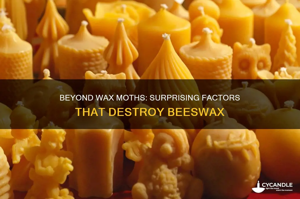 what destroys beeswax besides wax moths