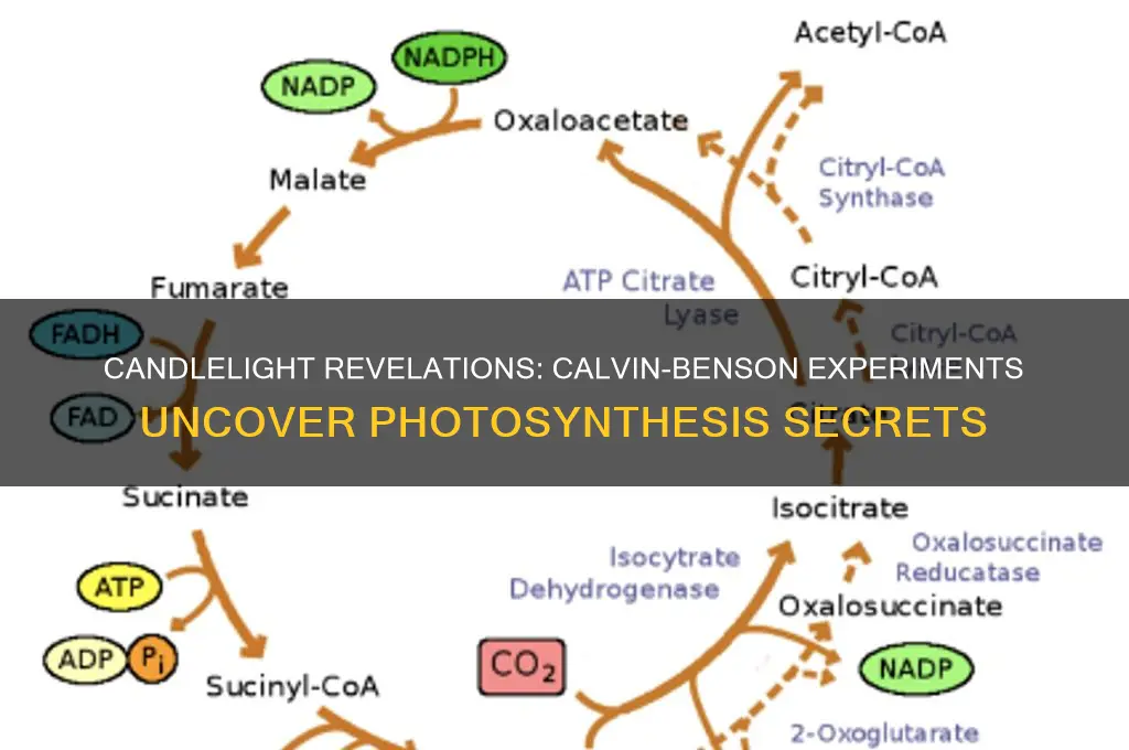 what did the calvin-benson experiments prove using candles
