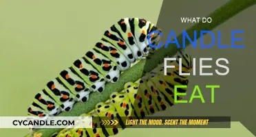 Candle Fly Diet: What Do They Eat?