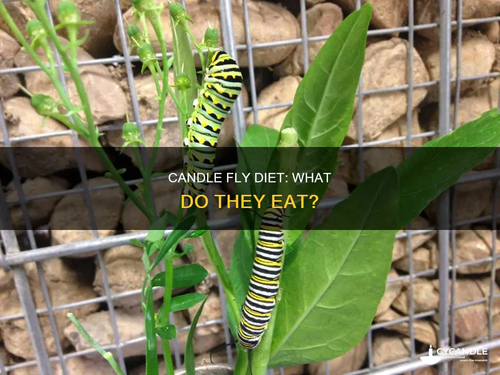 what do candle flies eat