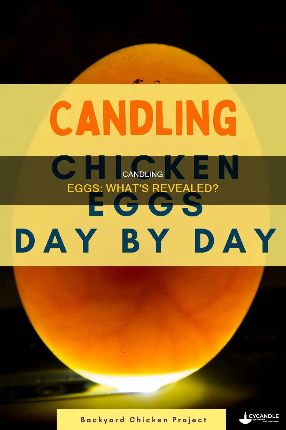 what do candled eggs look like
