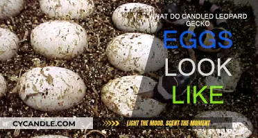 Leopard Gecko Eggs: What to Expect After Candling