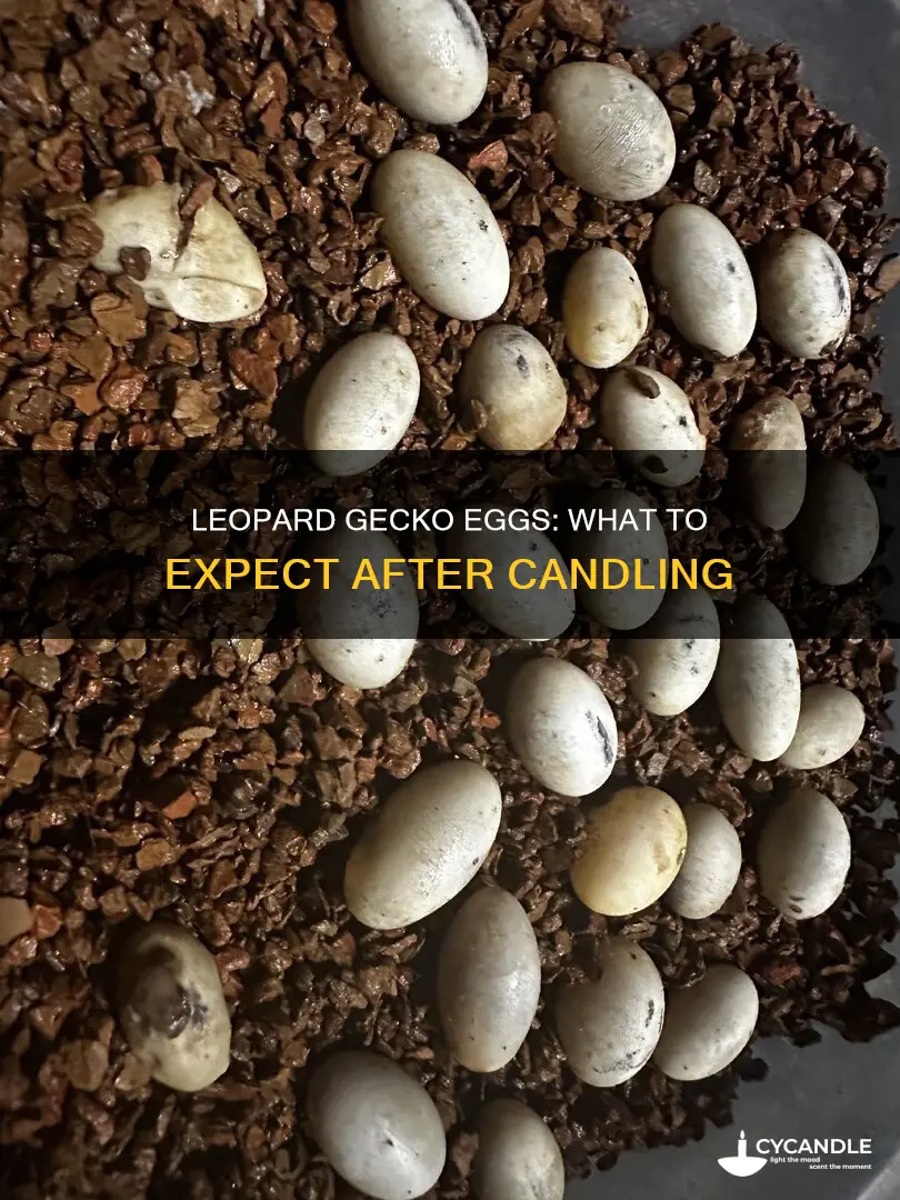 what do candled leopard gecko eggs look like