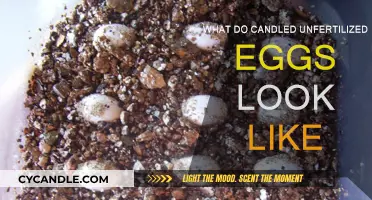 Unfertilized Eggs: What Do They Look Like?