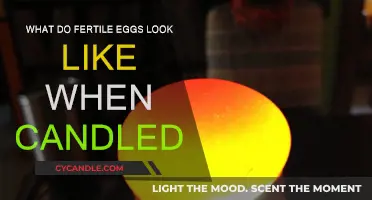 Fertile Eggs: What to Look for When Candled