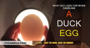 Candling Duck Eggs: What to Look For