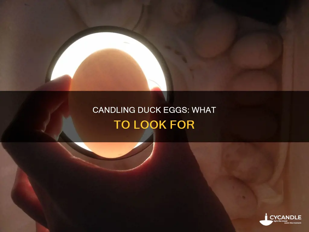 what do i look for when candling a duck egg