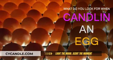 The Ultimate Guide to Candling an Egg