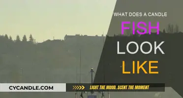 The Candle Fish: A Unique, Translucent Appearance
