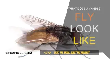 Candle-Flies: Nature's Magical Light Show