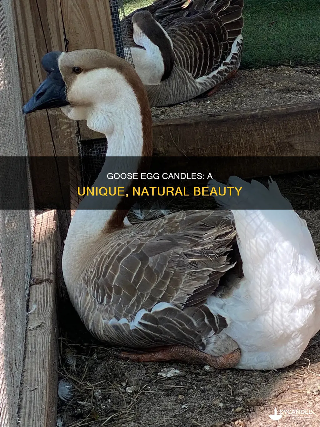 what does a candle goose egg look like