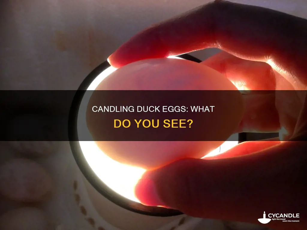 what does a candled duck egg look like