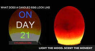 Candled Egg on Day 21: What to Expect
