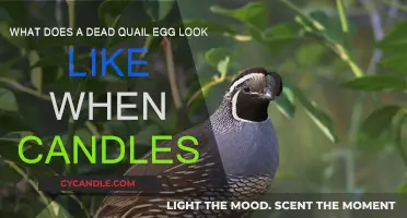 How to Identify a Dead Quail Egg While Candling