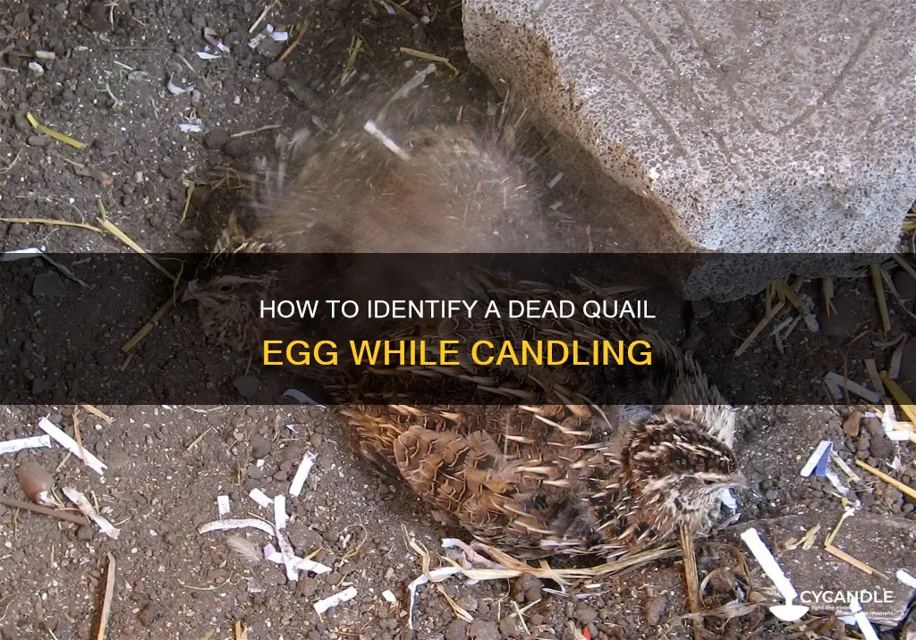 what does a dead quail egg look like when candles