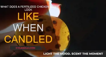 How Candling Reveals the Fertilized Egg's Secret