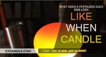 Duck Egg Embryo: What to Expect When Candling