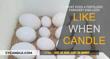Parakeet Egg Candling: What Fertilized Eggs Reveal