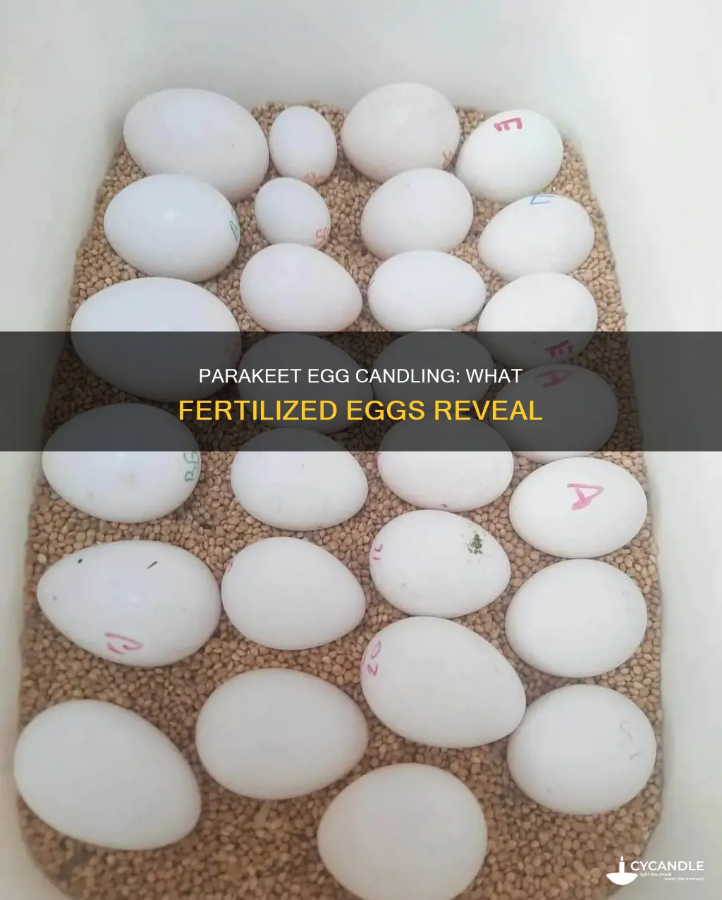 what does a fertilized parakeet egg look like when candled