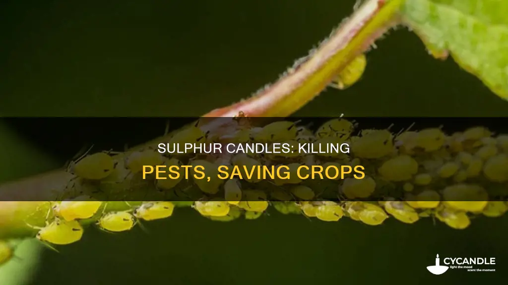 what does a sulphur candle kill