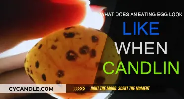 How to Identify an Eating Egg Through Candling