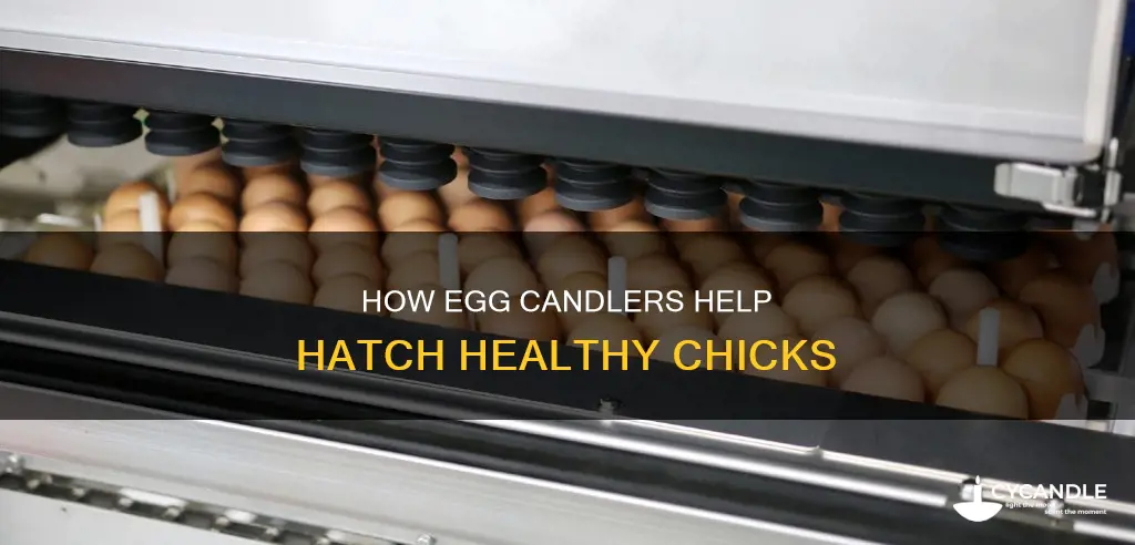 what does an egg candler do