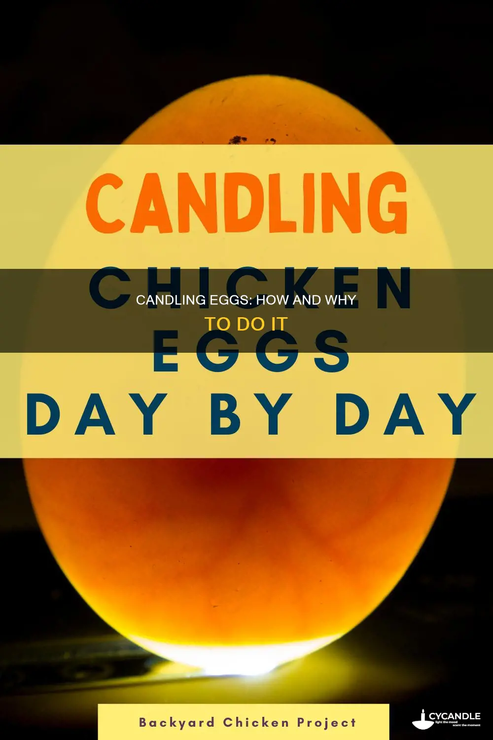 what does candling an egg do