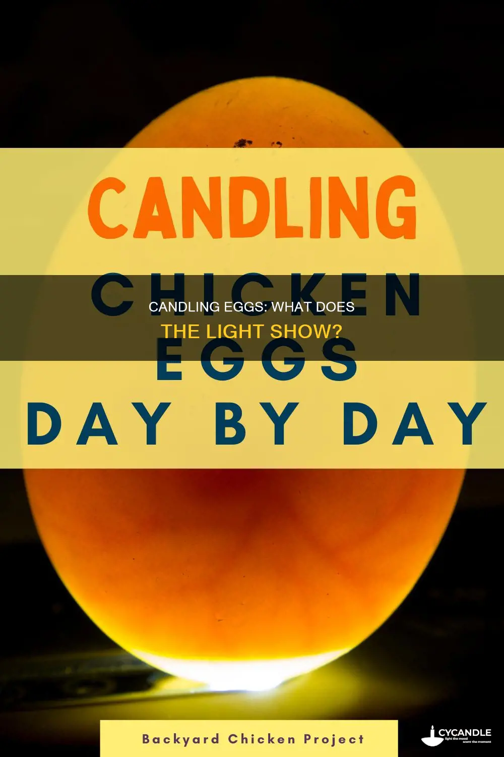 what does candling an egg show