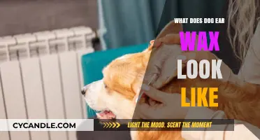 Decoding Canine Ear Wax: A Visual Guide for Pet Owners