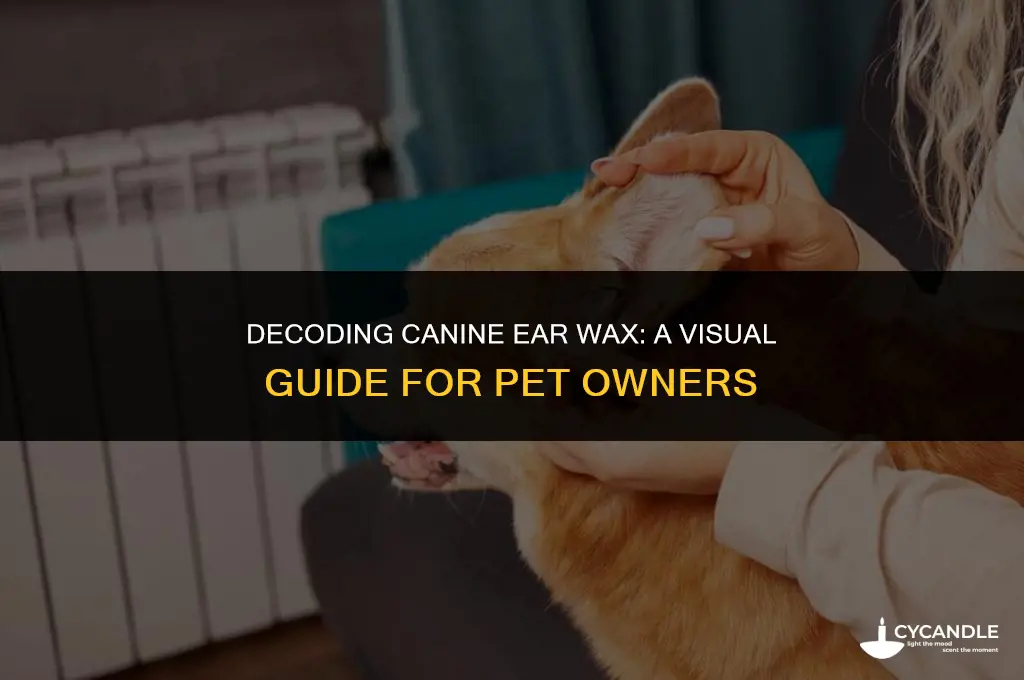 what does dog ear wax look like