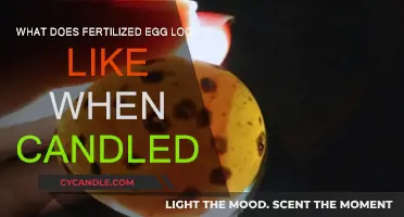 A Candler's View of Fertilized Eggs