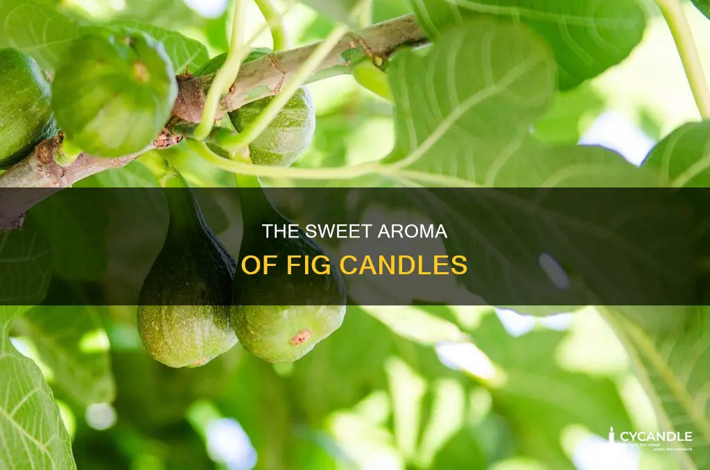 what does fig candle smell like
