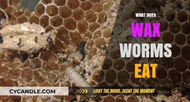 Exploring the Diet of Waxworms: What Do They Really Eat?