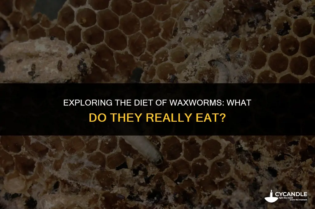 what does wax worms eat