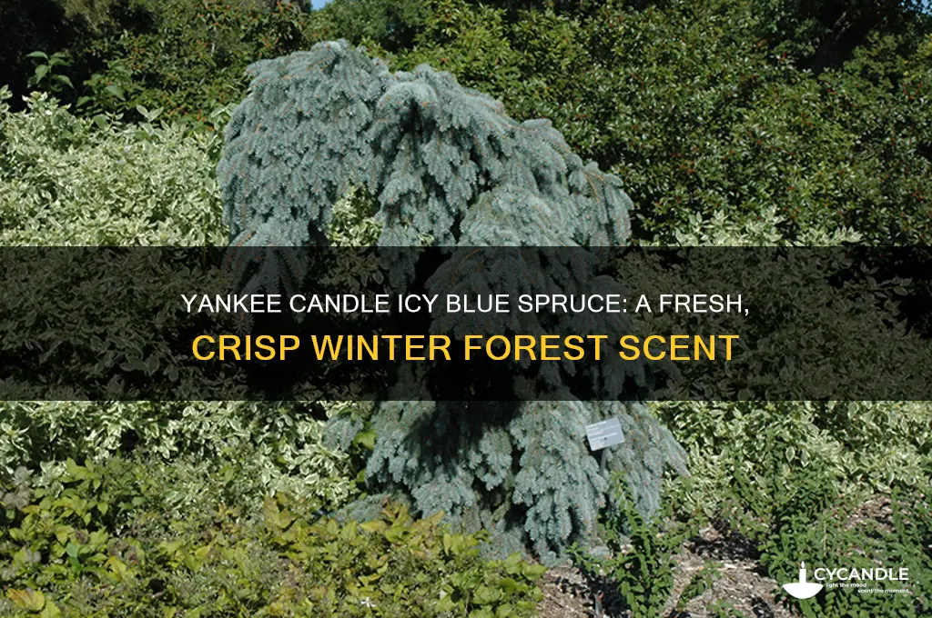 what does yankee candle icy blue spruce smell like