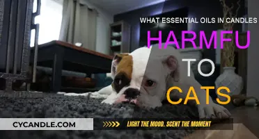 Candle Aromas: Toxic Scents for Cats