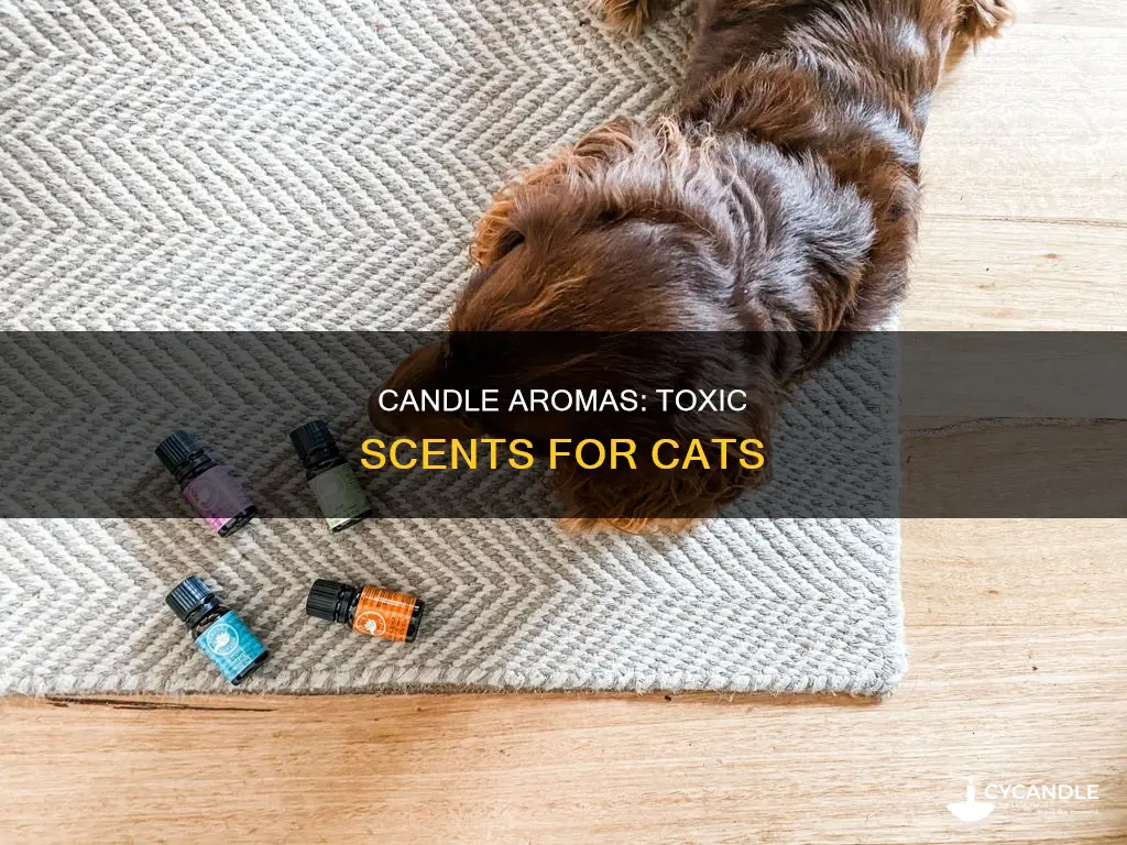 what essential oils in candles harmful to cats
