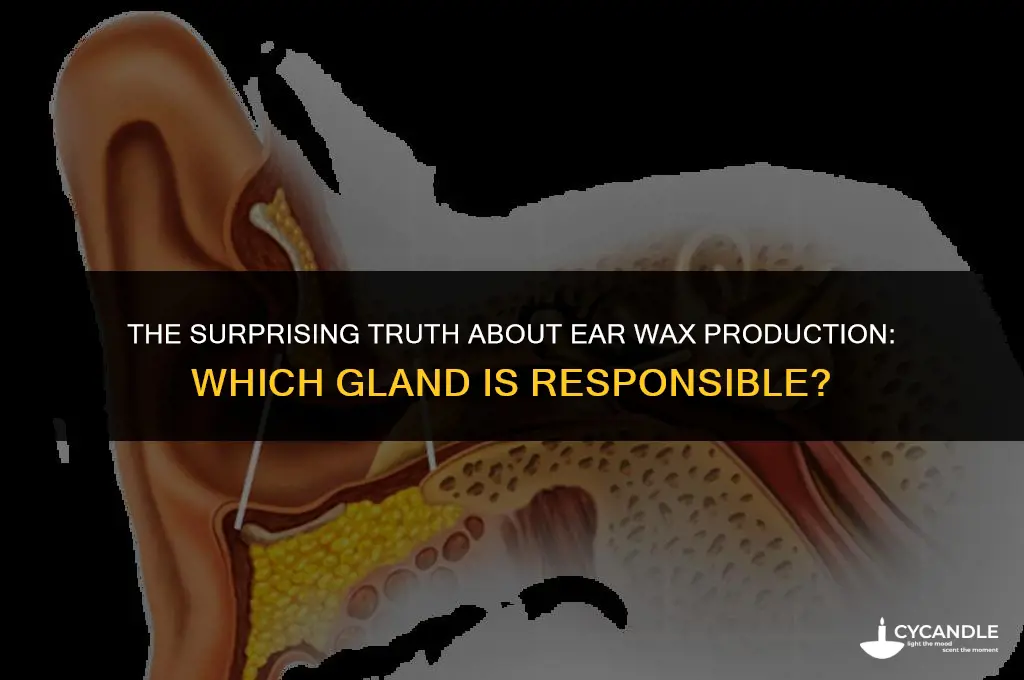 what gland produces ear wax