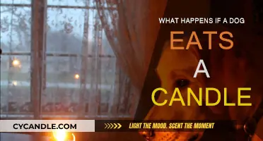 How Ingesting Candles Harms Your Dog's Health